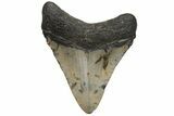 Juvenile Megalodon Tooth - North Carolina #210130-1